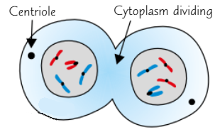 <ul><li><p>Chromatids reach <strong>opposite poles</strong> on spindle</p></li><li><p>Chromatids <strong>uncoil</strong> → become <strong>long </strong>+ <strong>thin</strong></p><ul><li><p>Now called <strong>chromosomes</strong> again</p></li></ul></li><li><p><strong>Nuclear envelope </strong>reforms around group of chromosomes → <strong>two nuclei</strong></p></li><li><p><strong>Cytokinesis</strong> <strong>finishes</strong></p></li><li><p>Now <strong>two genetically identical daughter cells</strong></p></li><li><p>Each cell starts <strong>interphase</strong></p></li></ul><p></p>