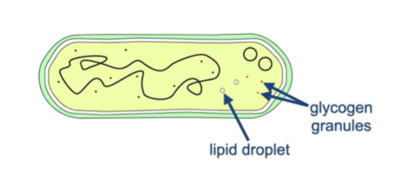 <p>What is the function of lipid droplets and glycogen granules in bacterial cells?</p>