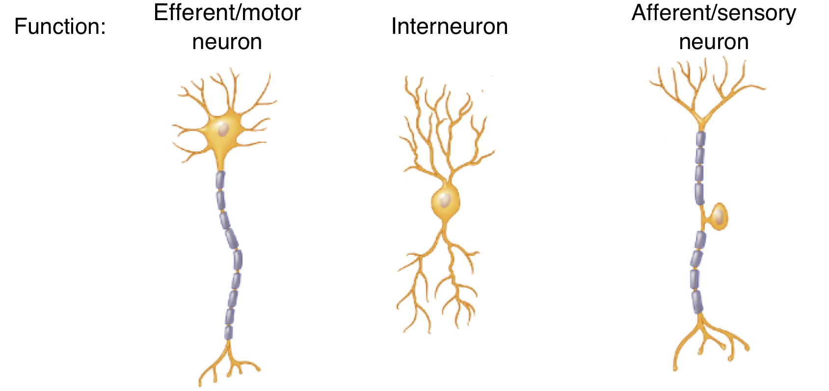 <ol><li><p>efferent/motor neuron (signal &quot;exits&quot;)</p></li><li><p>interneuron</p></li><li><p>afferent/sensory neuron (send signal inward)</p></li></ol>