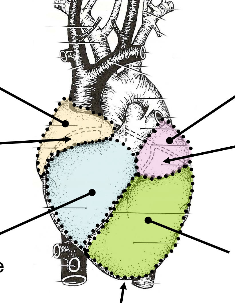 "tip" of the heart, landmark to find everything else