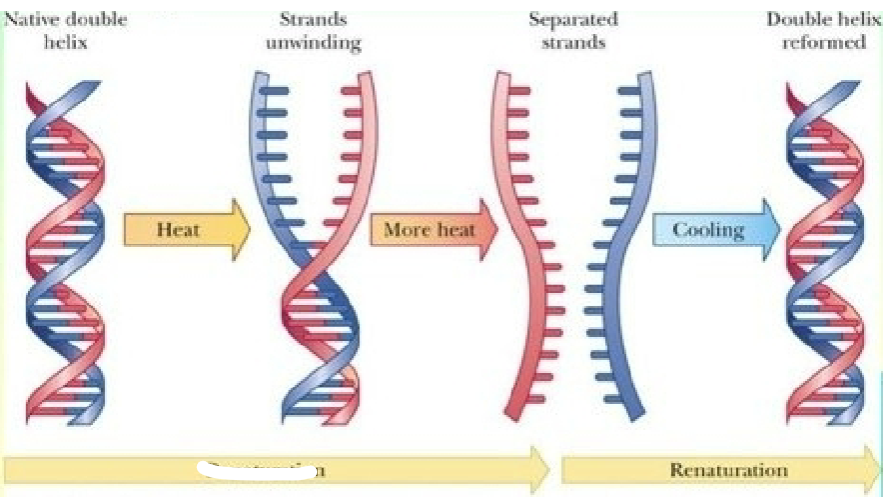 <p>What is this a diagram of</p>