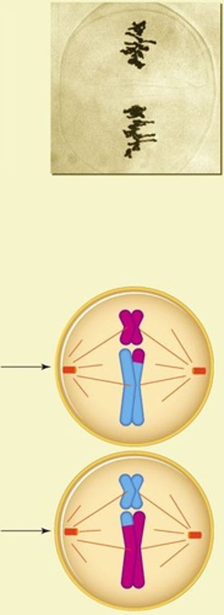 <p>It produces a variety of combinations of maternal and paternal chromosomes, contributing to genetic diversity.</p>