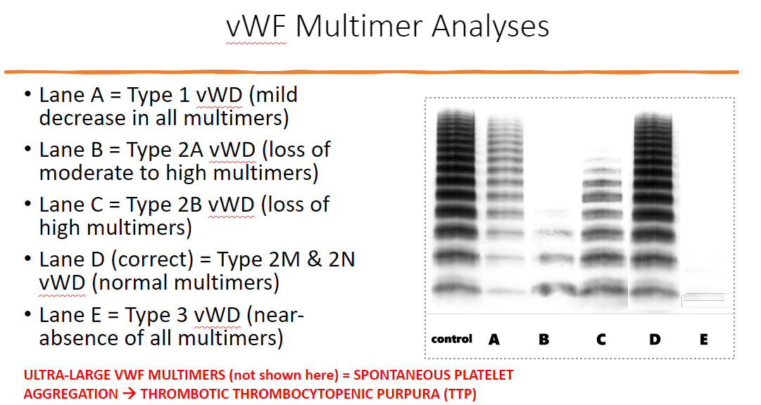 <p>indicates vWF multimers that are formed via disulfide bonds</p><p>can detect if dec in functioning vWF → vWD type</p><p></p><p>** can also detect ultra-large vWF multimer = spontaneous plt aggregation → <span style="color: red">thrombotic thrombocytopenic purpura (TTP)</span></p>