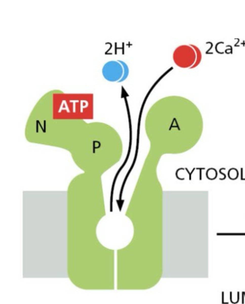 <p>1. nucleoside binding domain (binds ATP)</p><p>2. phosphorylation domain (receives phosphate group)</p><p>3. actuator domain (conformational changes drive transport)</p>