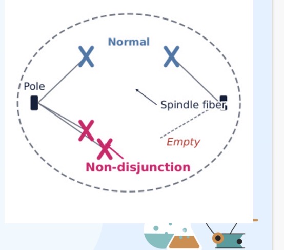 <p>Errors in Meiosis:</p><p>1.What is non-disjunction?</p><p>Consequences of non-disjunction:</p><p>Can result in gametes with extra or …2? chromosomes.</p><p>Example: Down's syndrome (trisomy 21) - an extra chromosome 21.</p><p>Other examples: Klinefelter's (XXY), Turner's (XO). Risk increases with maternal age, particularly over …3?.</p>
