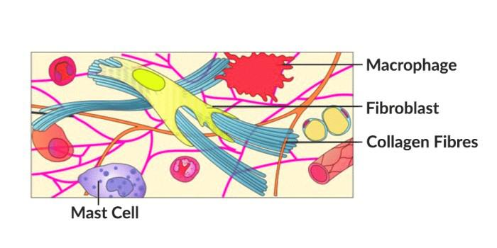 <p>A type of connective tissue proper with cells dispersed in the matrix.</p>