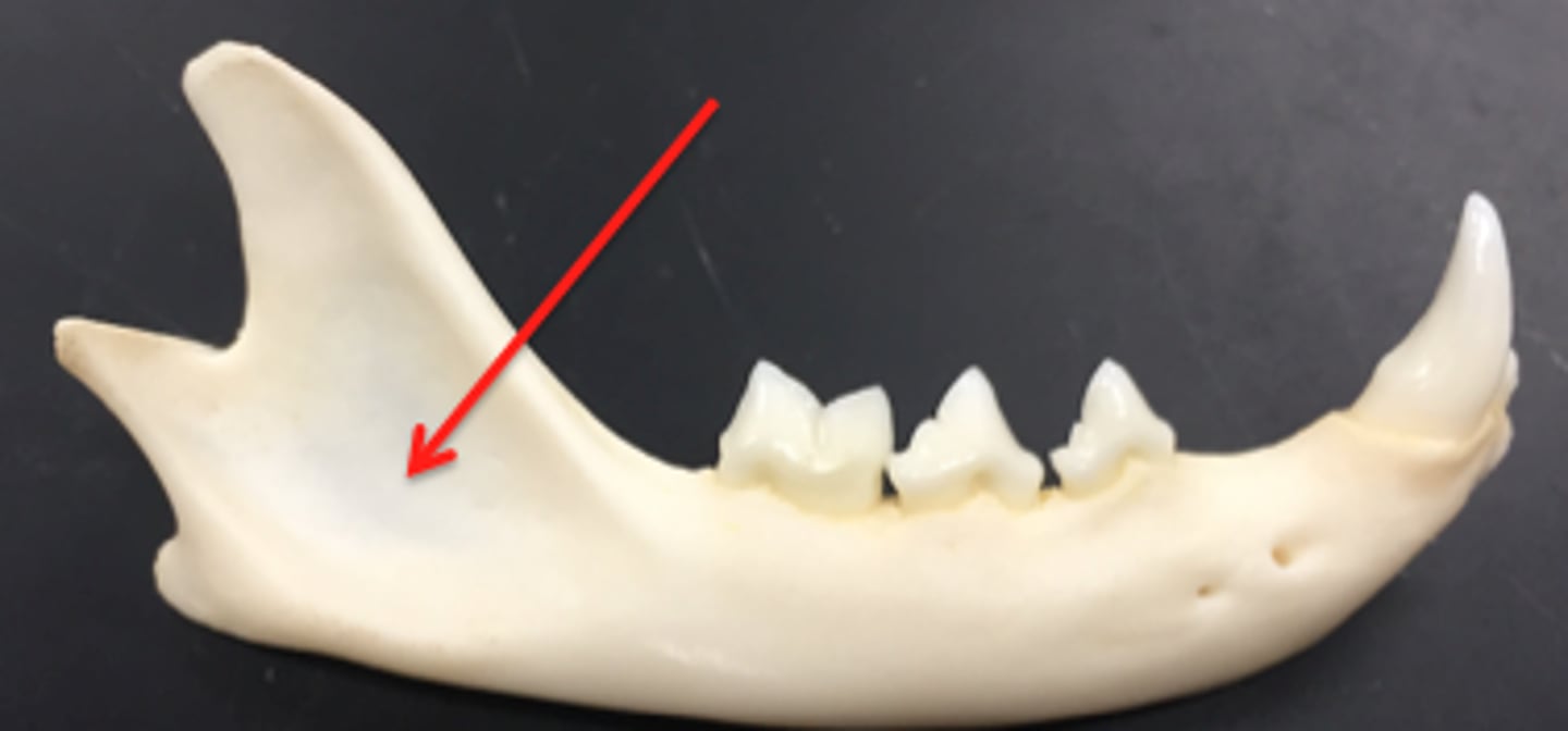 <p>vertical part at caudal end of mandible that forms the tmj with the temporal bone. jaw muscles attach here</p>