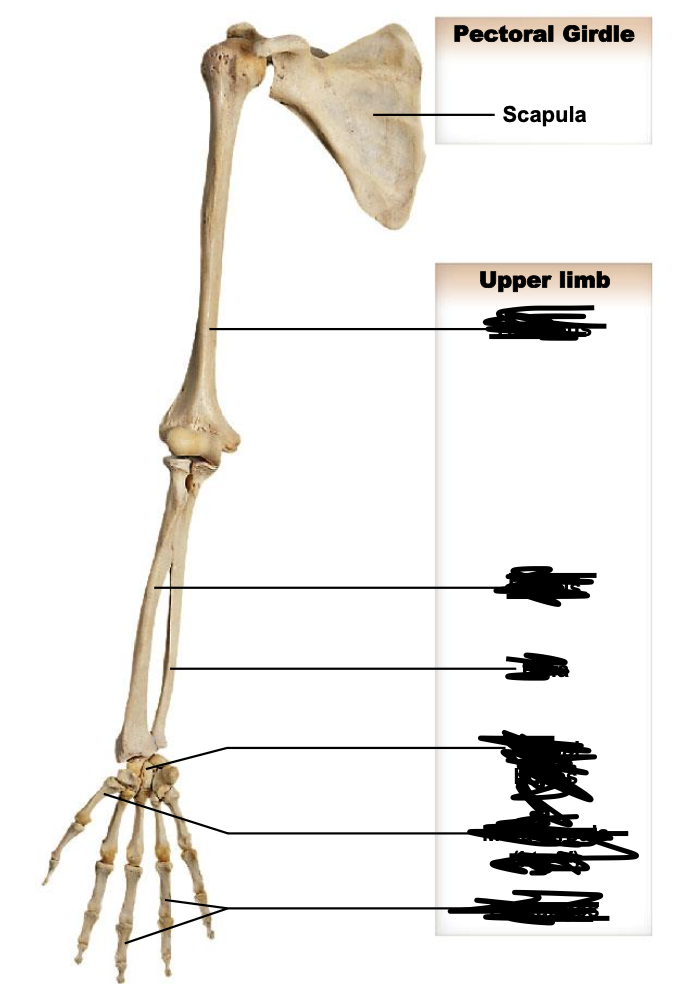 <p>The user limbs of the appendicular skeleton include:</p>