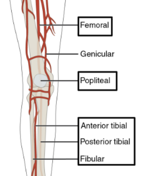 <p>Supply to the legs, becomes</p><ul><li><p>Femoral artery (near head of femur)</p></li><li><p>Popliteal artery (knee joint region), </p></li><li><p>Anterior/posterior tibial arteries</p></li><li><p>Fibular</p></li></ul><p></p>