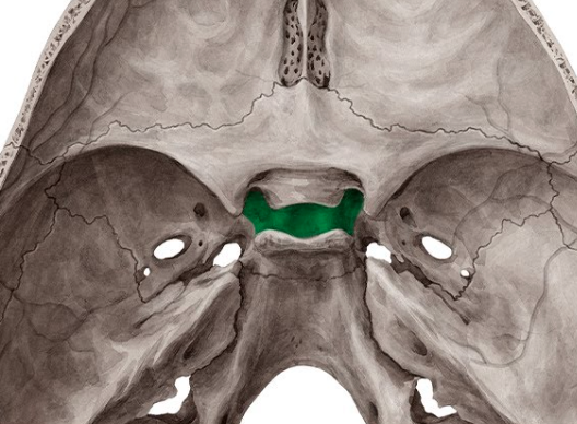<p>sphenoid; &quot;turkish saddle&quot; located on the superior surface of the body; the seat of the saddle, called the hypophyseal fossa, holds the pituitary gland</p>