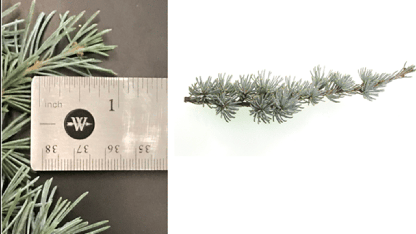 <p>1. gymnosperm</p><p>----------------</p><p>2'. Leave not large and fan-shaped, often needles or scales</p><p>----------------</p><p>3'. Leaves alternate or appearing spirally arranged, not in clear</p><p>decussate pairs, needle-like or flattened, easy to see</p><p>----------------</p><p>6. Tree with obvious needle-like leaves, bark smooth or scaly, but not fibrous</p><p>----------------</p><p>7'. Needles attached to stem singly, often attached in spiral groups</p><p>to stubby spur shoots; large woody cones absent (disintegrate)</p><p>----------------</p><p>8. Needles 1 inch long or shorter, foliage blue-green to silvery</p><p>blue</p>
