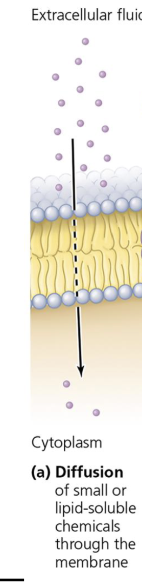 <p>When a molecule is small enough, or it’s composition allows it can pass through the membrane. Tend to be hydrophobic, no charge</p>