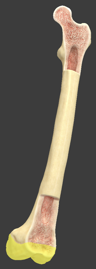 <p>area on the end of a long bone where a joint occurs</p>