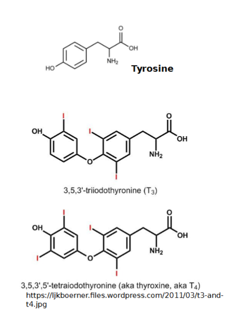 <ul><li><p>Both are iodine-containing amine hormones and both work together</p><ul><li><p><strong>T4 (thyroxine):</strong> major form that consists of two tyrosine molecules with four bound iodine atoms. 94% of TH is T4</p><ul><li><p>Most converted to T3 at tissue level</p></li></ul></li><li><p><strong>T3 (triiodothyronine): </strong>form that has two tyrosine molecules with three bound iodine atoms. The most potent/active form</p><ul><li><p>T3 has higher affinity for receptors than T4</p></li></ul></li></ul></li></ul><p></p>