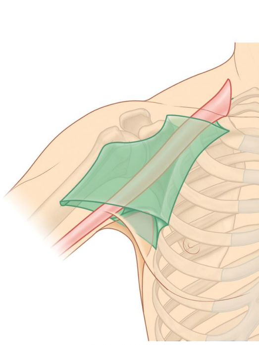 <p>What artery and where does it come from?</p>