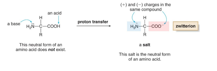 <ul><li><p>neutral form of an amino acid</p></li><li><p>at 7.4 pH</p></li><li><p>protonated amino</p></li><li><p>deprotonated carboxyl</p></li></ul>
