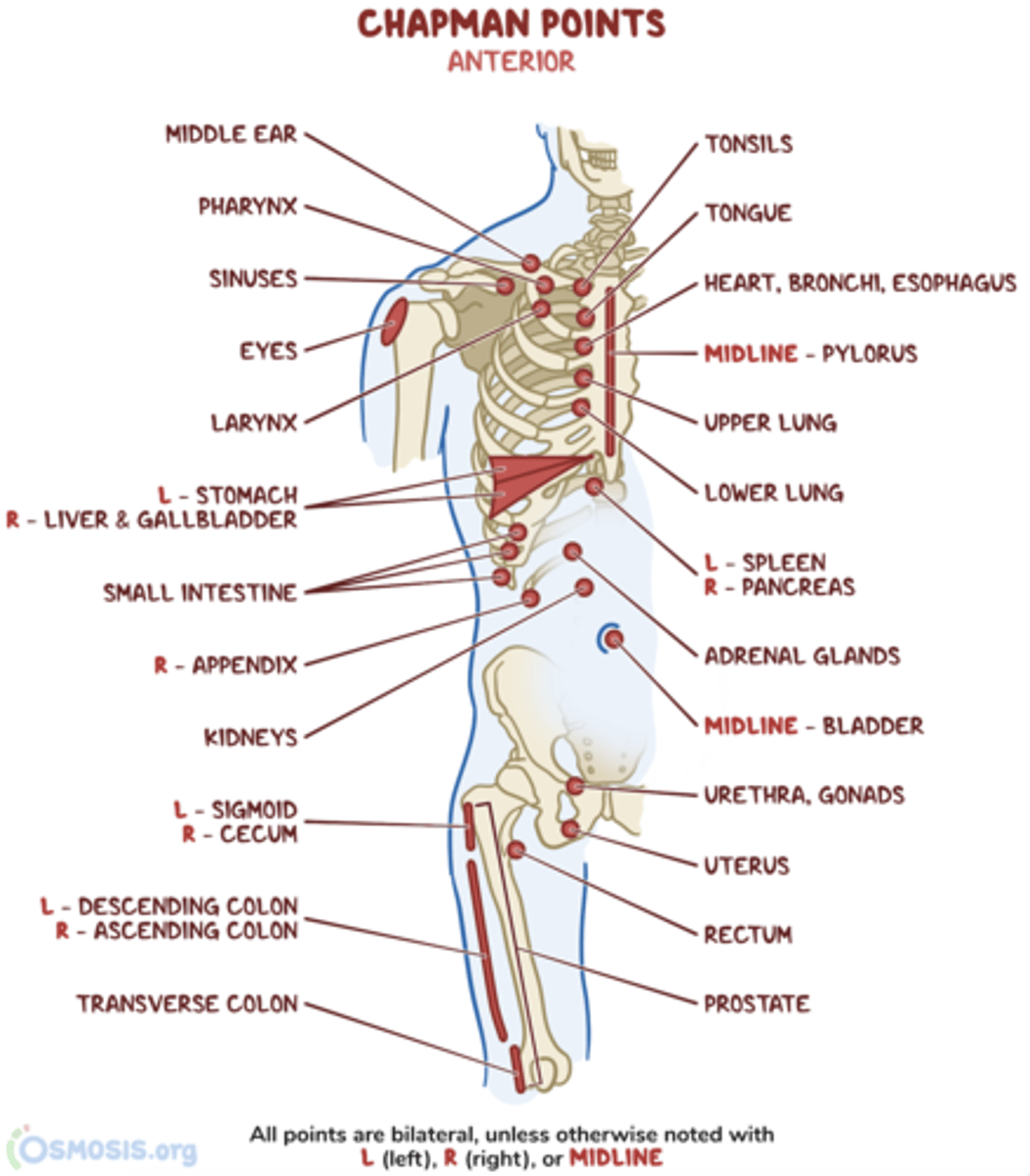 <p>anterior: 8th, 9th, 10th ICS bilaterally</p><p>posterior: T8-T10 bilaterally</p>