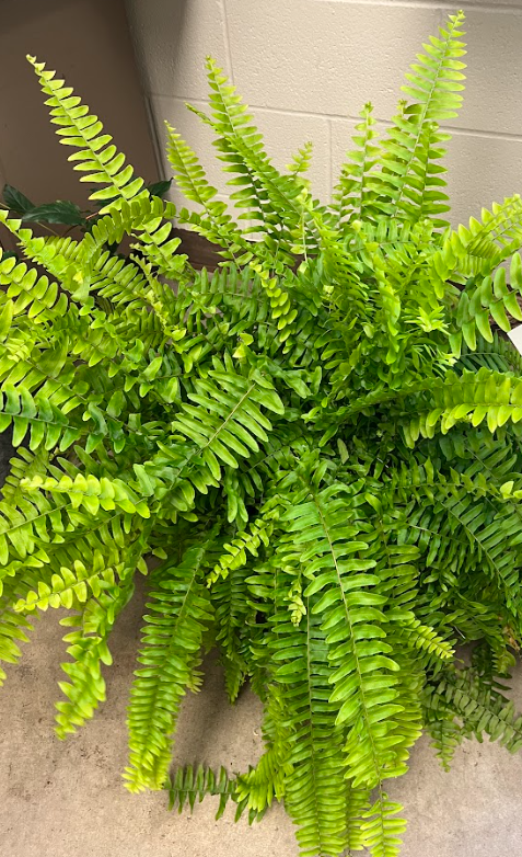 <ul><li><p>alternate arrangement</p><ul><li><p>very fragile</p></li></ul></li><li><p>do not come back after freezes</p></li><li><p>make great living plants inside</p></li><li><p>also known as fish bone fern</p></li></ul><p></p>