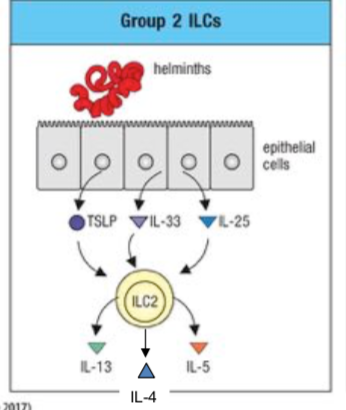 <p>helminths -&gt; epithelial cells -&gt; TSLP + IL-33 + IL-25 -&gt; ILC2 -&gt; IL-13, IL-4, IL-5</p><p>for TH2</p>