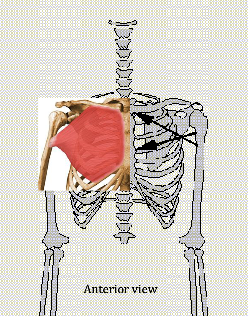 <p>Flexes shoulder, Horizontal ADduction</p><p>Antagonist: Latissimus Dorsi, Posterior Deltoid, and Trapezius</p>