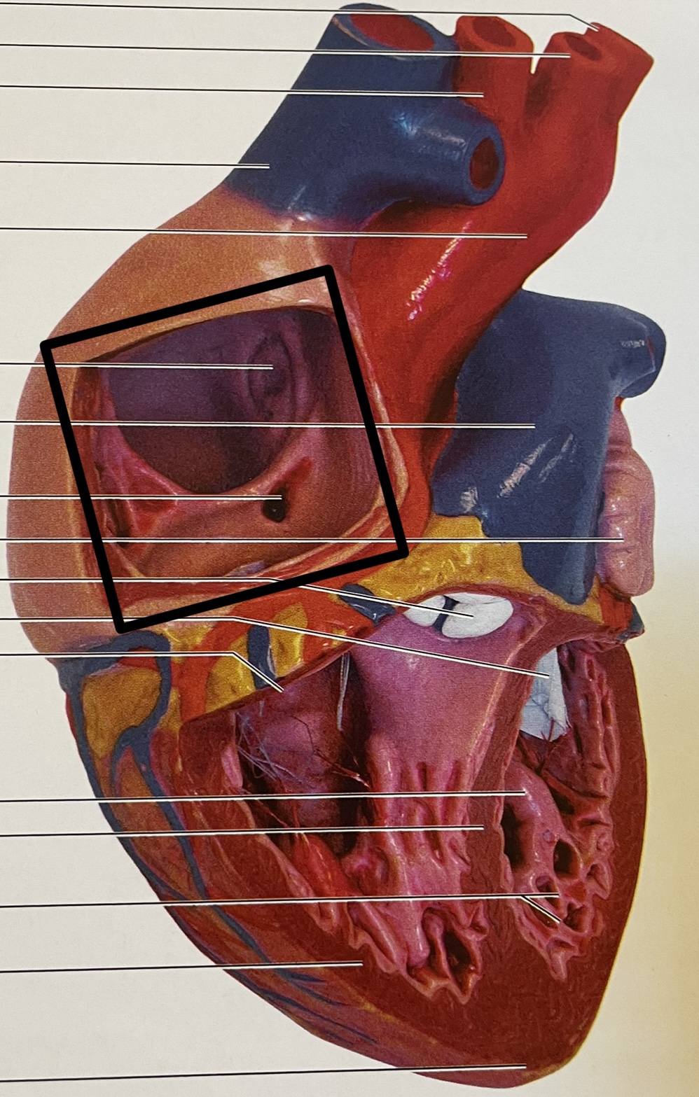 knowt flashcard image