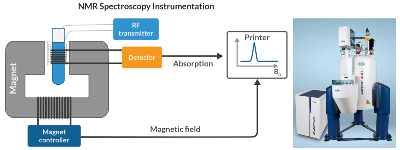 <ul><li><p>nuclei in a strong constant magnetic field disturbed by weak oscillating magnetic field and produce electromagnetic signal with frequency of magnetic field at nucleus</p></li><li><p>MRI (Magnetic Resonance Imaging) in humans and animals</p></li><li><p>used to determine 3D structure of biomolecules such as proteins, nucleic acids, and their complexes</p></li><li><p>provides information about structure, dynamics, and interactions of these molecules at atomic level</p></li><li><p>can be performed on samples in solution, which is closer to physiological conditions of biomolecules.</p></li></ul><p></p>