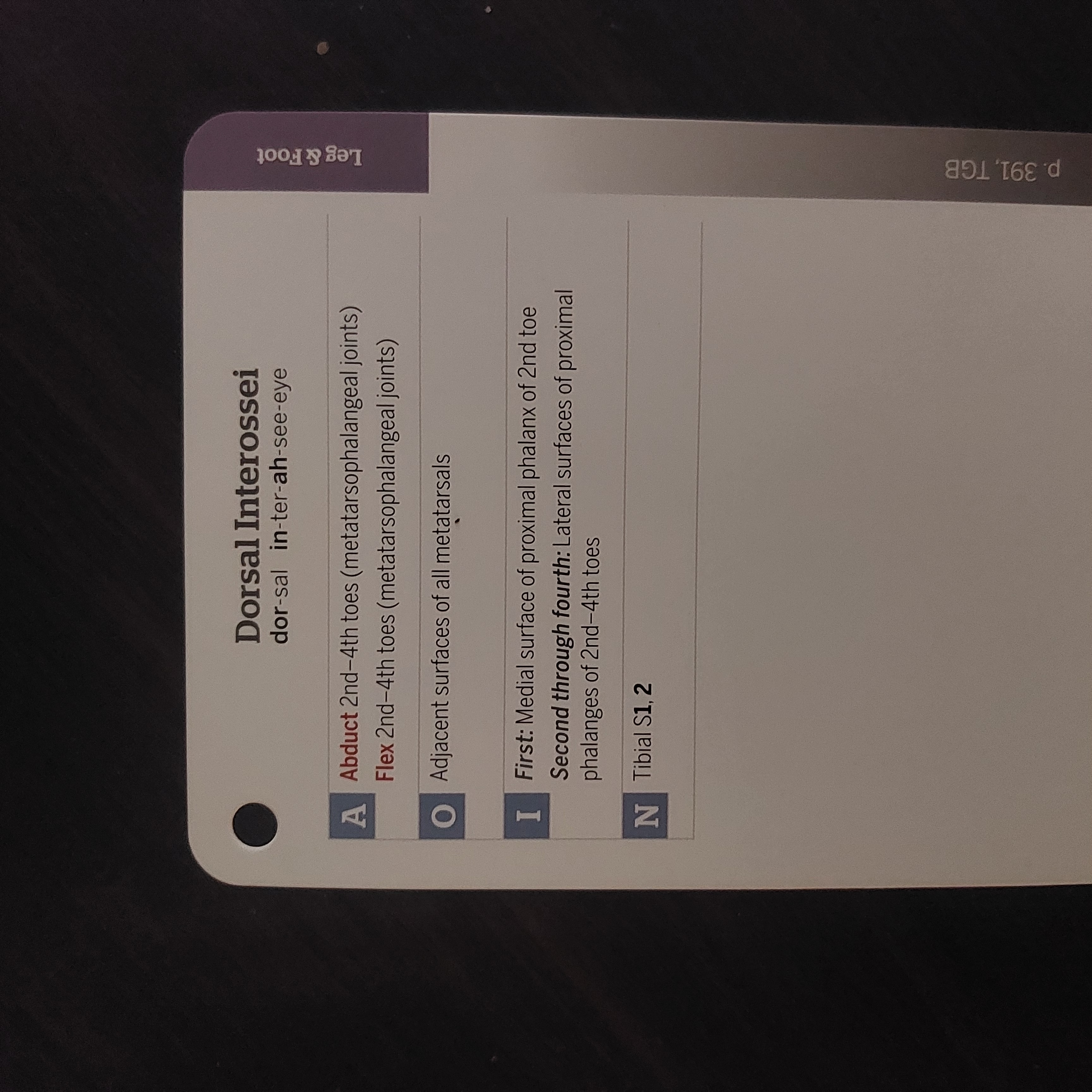 <p>Dorsal Interossei</p>