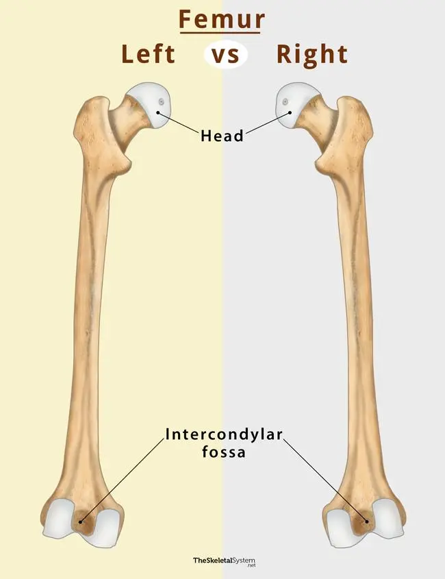 <p>Intercondylar Fossa (Posterior)</p>