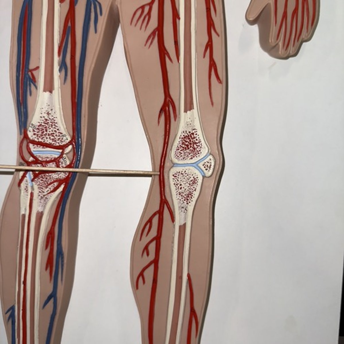 <p>Identify the structure.</p>