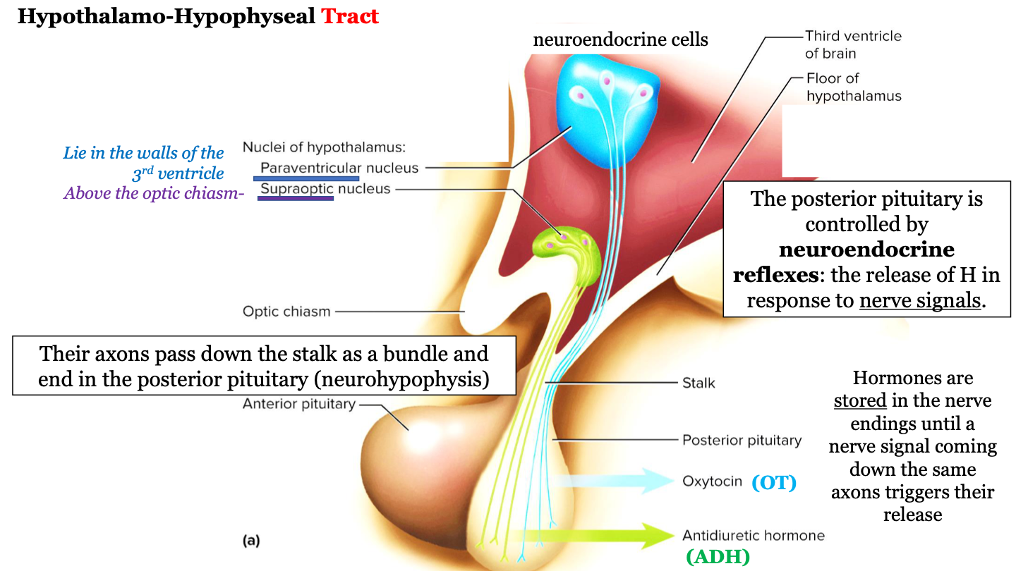 hormones are stored in the nerve endings until a nerve signal coming down the same axons triggers their release 