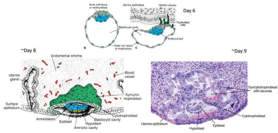 <p>At day 8, epiblast separates from trophoblast to form amnioblasts that create the amniotic cavity.</p>