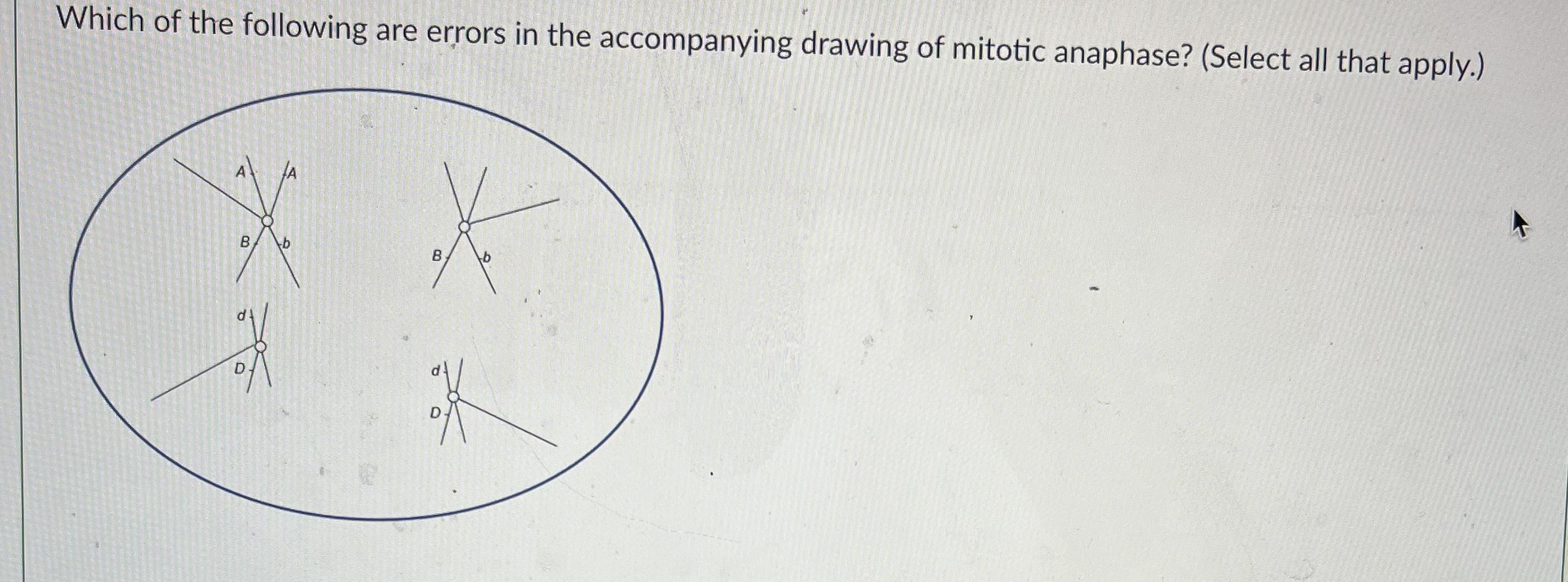 <p>Errors in the drawing of mitotic anaphase: </p>