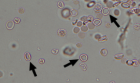 <p>What is this?</p>