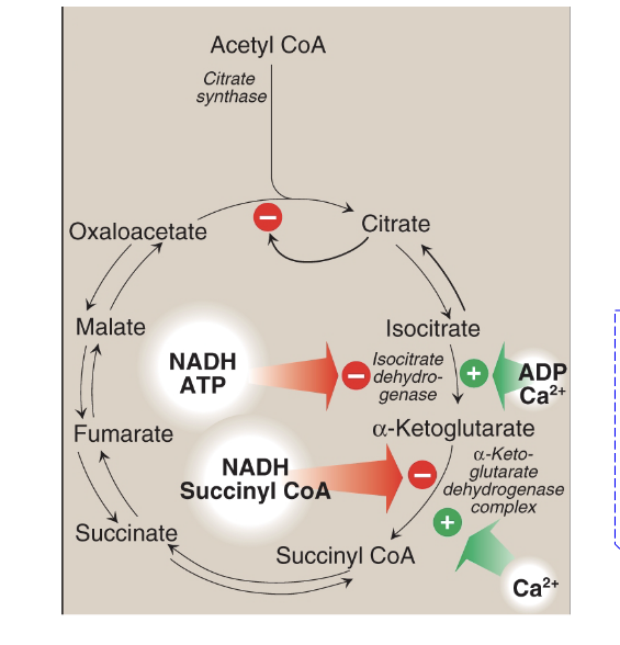 <ul><li><p>when cellular energy charge is <strong>high</strong>, TCA cycle is <strong>inhibited</strong></p><ul><li><p>high levels of NADH (NADH is used to make ATP in ETC) → slows down TCA cycle and PDH activity </p></li></ul></li><li><p>when cellular energy charge is <strong>low</strong>,  TCA cycle is <strong>activated</strong></p><ul><li><p>lots of muscle activity → high Ca2+ levels → <strong>stimulates TCA cycle and PDH activity</strong></p></li></ul></li></ul><p></p>