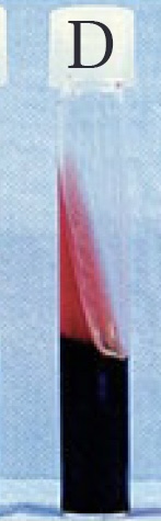 <p>Red slant/black butt</p>