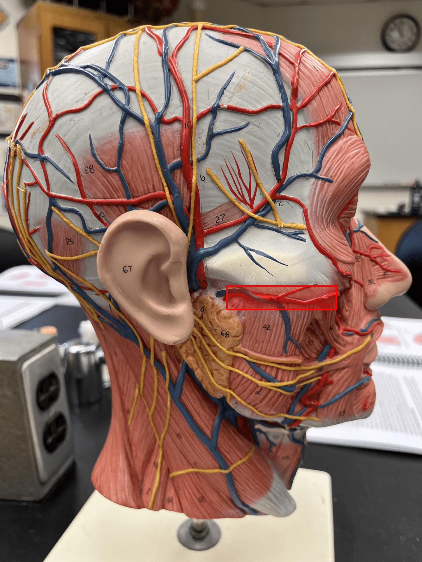 <p>• An artery of the head and neck.</p>
<p>• Originates from the external carotid artery.</p>
<p>• Supplies the teeth, maxilla, oral cavity, and external ear.</p>