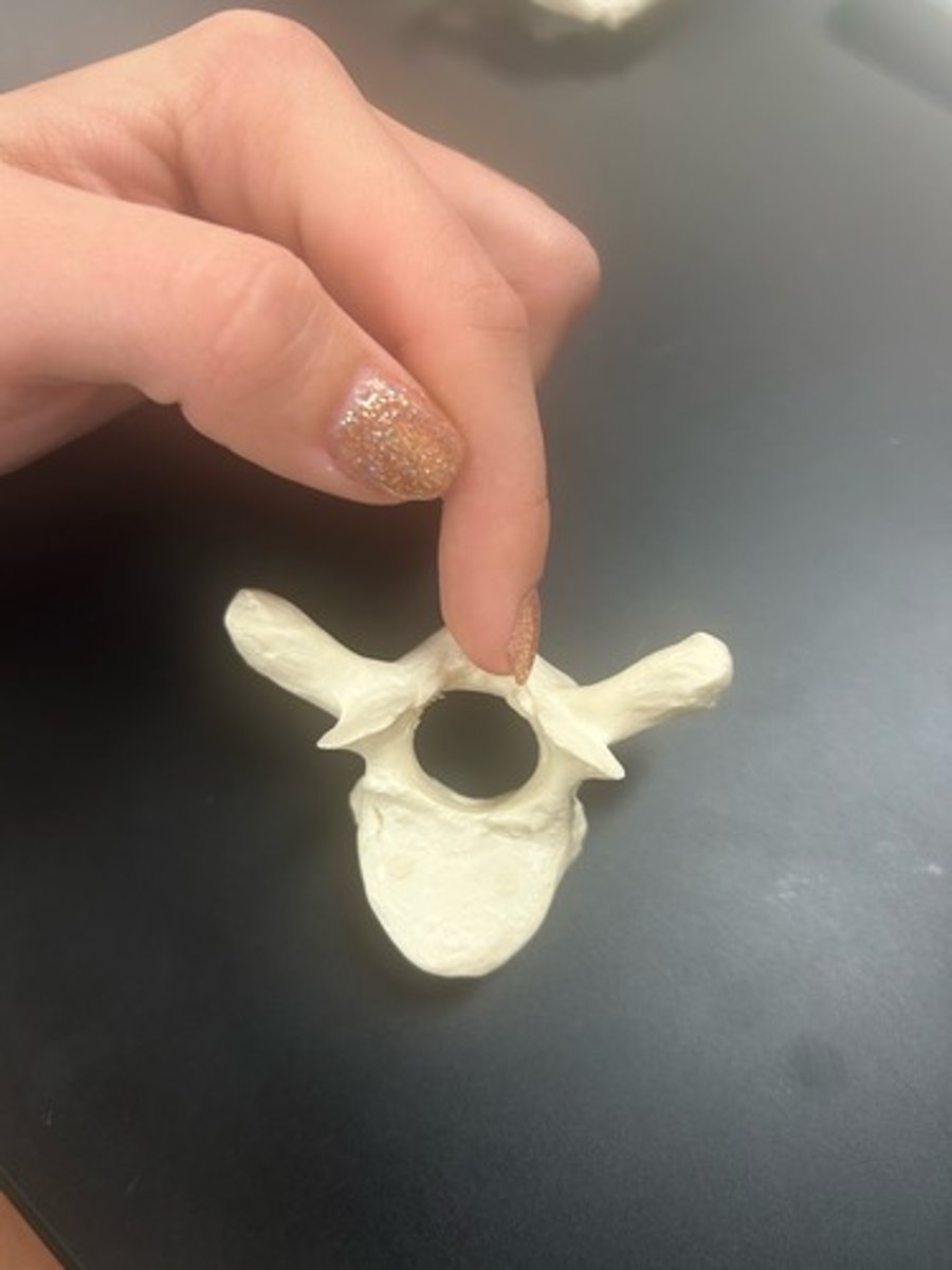 <p>name the bone</p>