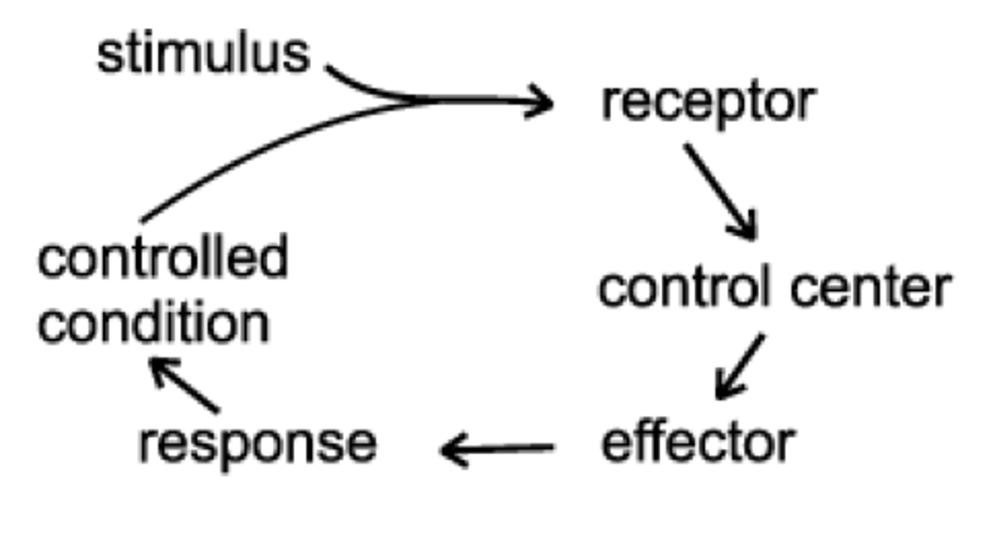 <p>Maintaining a stable internal environment</p>