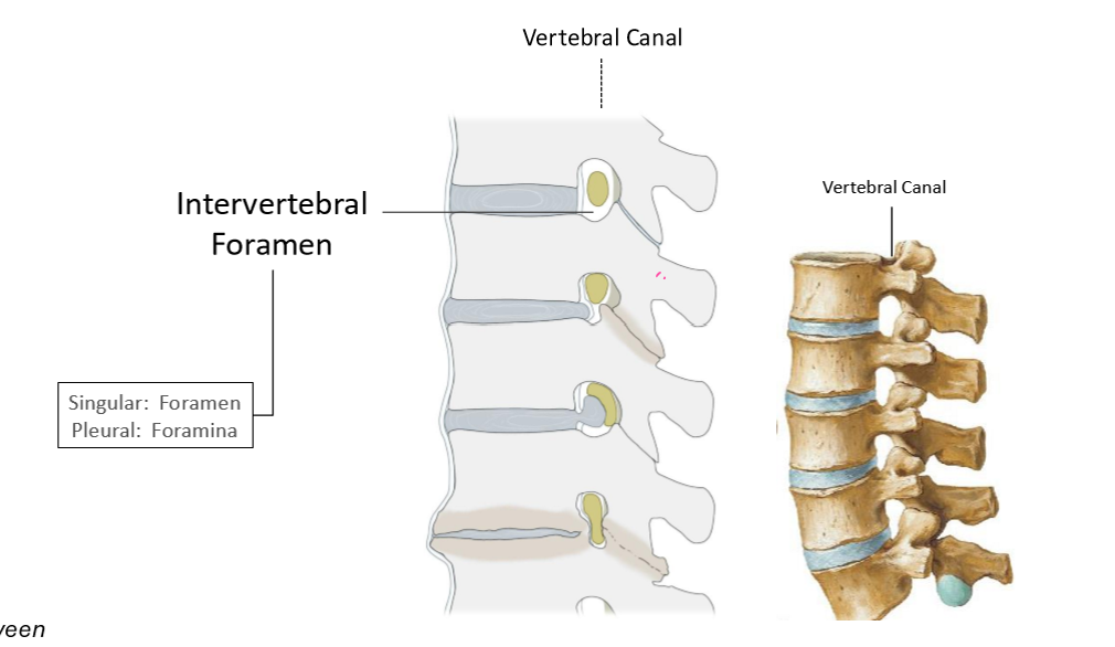 <p><strong>Intervertebral Foramen &amp; Vertebral Canal</strong></p>