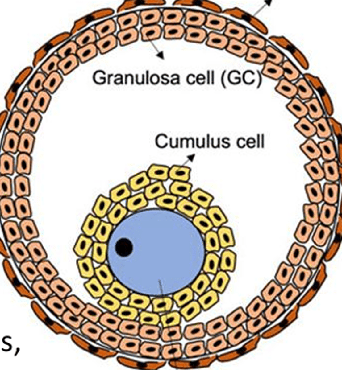 <p>this is a _____ follicle</p>