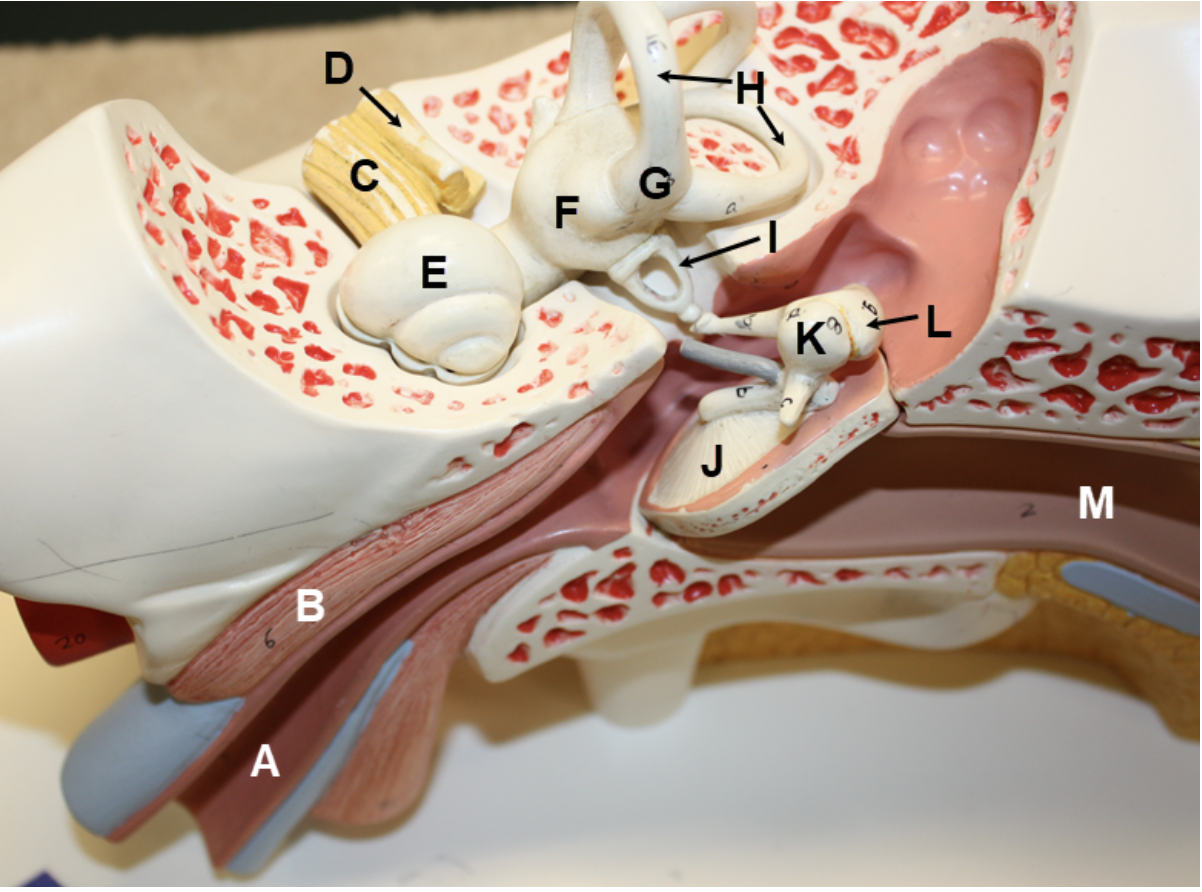 <p>In the image above, identify structures A-M.&nbsp; For N, name the structure that consists of C and D together.</p>