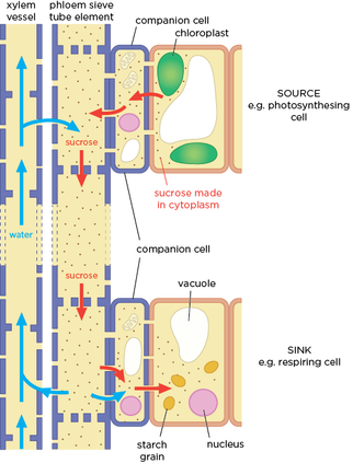 <ul><li><p><strong>Companion cell</strong> uses <strong>ATP</strong> to <strong>pump hydrogen ions to source cell</strong></p></li><li><p><strong>Increases Hydrogen concentration</strong> is <strong>source cell - diffuses down conc gradient</strong></p></li><li><p> However must also be transported<strong> with sucrose through cotransporter protein</strong></p></li><li><p><strong>Higher sucrose concentration in companion cell</strong> - moves<strong> down gradient through plasmodesmata </strong>into <strong>sieve tube</strong></p></li><li><p><strong>Decreases water potential</strong> in sieve tube </p></li><li><p><strong>Water moves via osmosis into sieve tube </strong>from xylem to phloem high to low water potential <strong>increasing hydrostatic pressure</strong></p></li><li><p><strong>Mass flow</strong> <strong>- moves assimilates down</strong> the sieve tubes to sinks</p></li><li><p><strong>Sucrose diffuses out the phloem</strong> to companion cells down conc gradient </p></li><li><p>Water potential increases moves via osmosis back to xylem</p></li><li><p>Sucrose diffuses into sieve cells through plasmodesmata </p></li></ul>