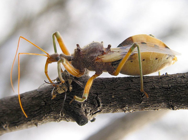 <ol><li><p>Three-segmented proboscis (SEM)</p></li><li><p>Prosternal groove between front legs (SEM)</p></li><li><p>Head elongate, narrowing behind eyes</p></li><li><p>Lateral margins of abdomen extend beyond wings</p></li></ol><p></p>