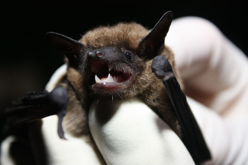 <p>Mammalia, Chiroptera, Vespertilionidae</p><p></p>