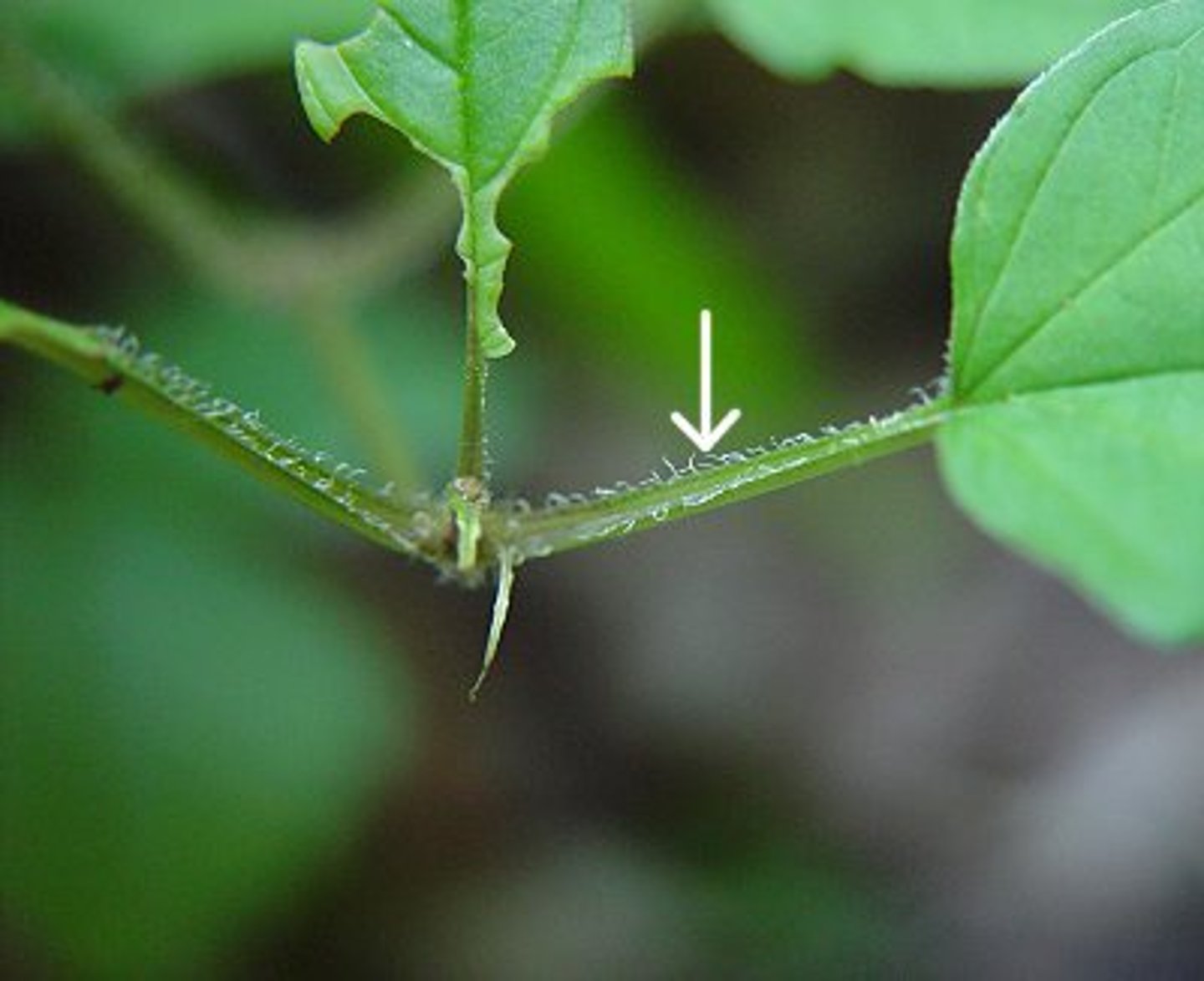 <p>The stem of a leaf</p>