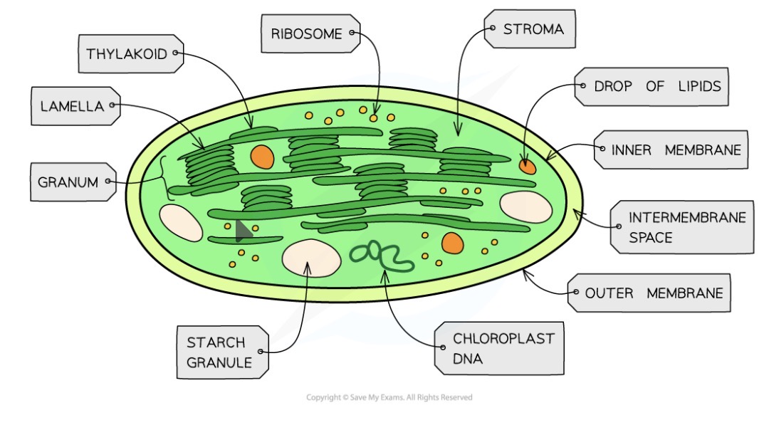 <ul><li><p>Contains own DNA and ribosomes for replication</p></li><li><p>Surrounded by double membranes</p></li><li><p>Thykaloids - membrane bound containing chlorophyll</p></li><li><p>Thykaloids stack up to form grana</p></li><li><p>Grana are connected by lamellae (thin thykaloids)</p></li><li><p>Stroma - fluid</p></li></ul><p></p>