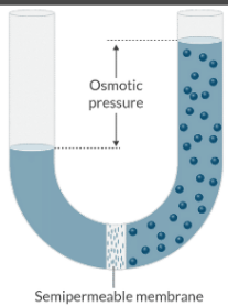 <p><strong>Osmotic pressure</strong> is the pressure of a solution against a semipermeable membrane that prevents water from diffusing across that membrane.</p><ul><li><p>Osmotic pressure is a function of the number of osmotically active particles in a solution.</p></li><li><p>It is NOT a function of their molecular weights.</p></li></ul><p></p>