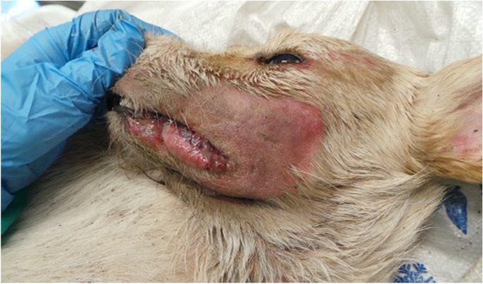 <p>Intense pruritus, especially on the head, with neurological signs like self-mutilation</p>