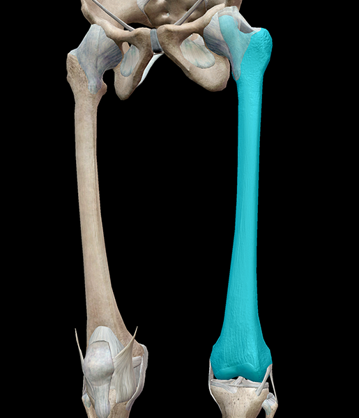 <p>longest, heaviest, and strongest bone in the body</p>