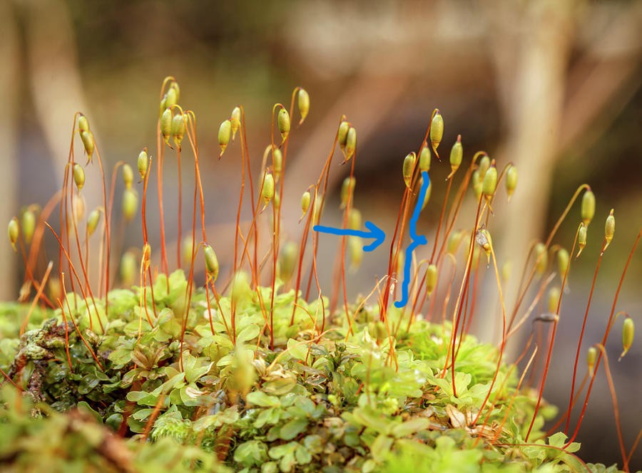 <p>What structure does this point to?</p><p>A) Moss Sporophyte</p><p>B) Moss Gametophyte</p><p>C) Fern Sporophyte</p><p>D) Fern Gametophyte</p><p></p>